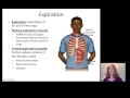 Lecture 20 Respiratory System