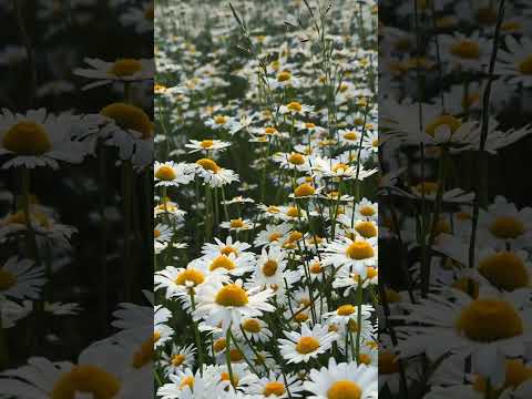 The Daisy Bloom Leak: Science's Newest Puzzle