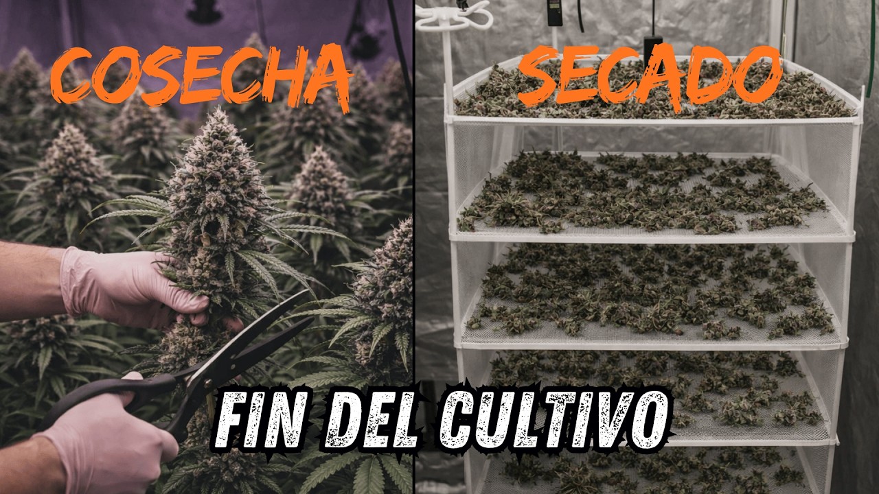 🍁 COSECHA Y SECADO - FIN DEL CULTIVO🍁| NUEVO MARS HYDRO FC-E6500💡