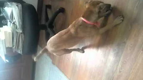funny dog #JCTG