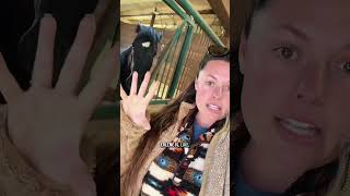 Walter was on the NAUGHTY LIST today! 👀#Horses #horse #foal #yearling