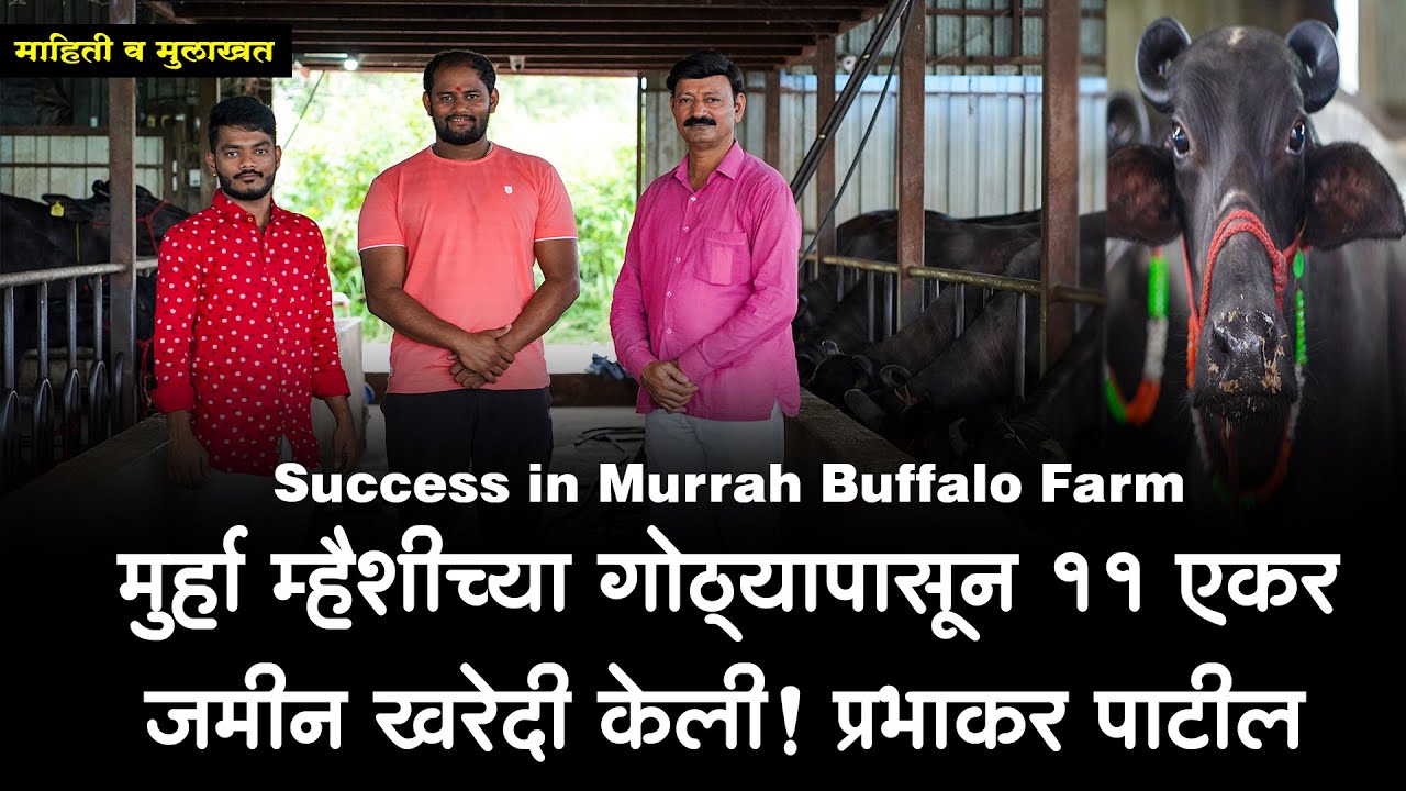 मुर्हा म्हैशीच्या गोठ्यापासून 11 एकर जमीन खरेदी केली! प्रभाकर पाटील | Success in Murrah Buffalo Farm