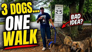 Morning Walk With My 3 Dogs (Real Life Routine)