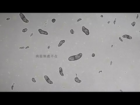 PURE REN 電子顯微鏡的作用