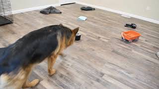 Wonder's AKC Virtual Scent Work Test Part 2