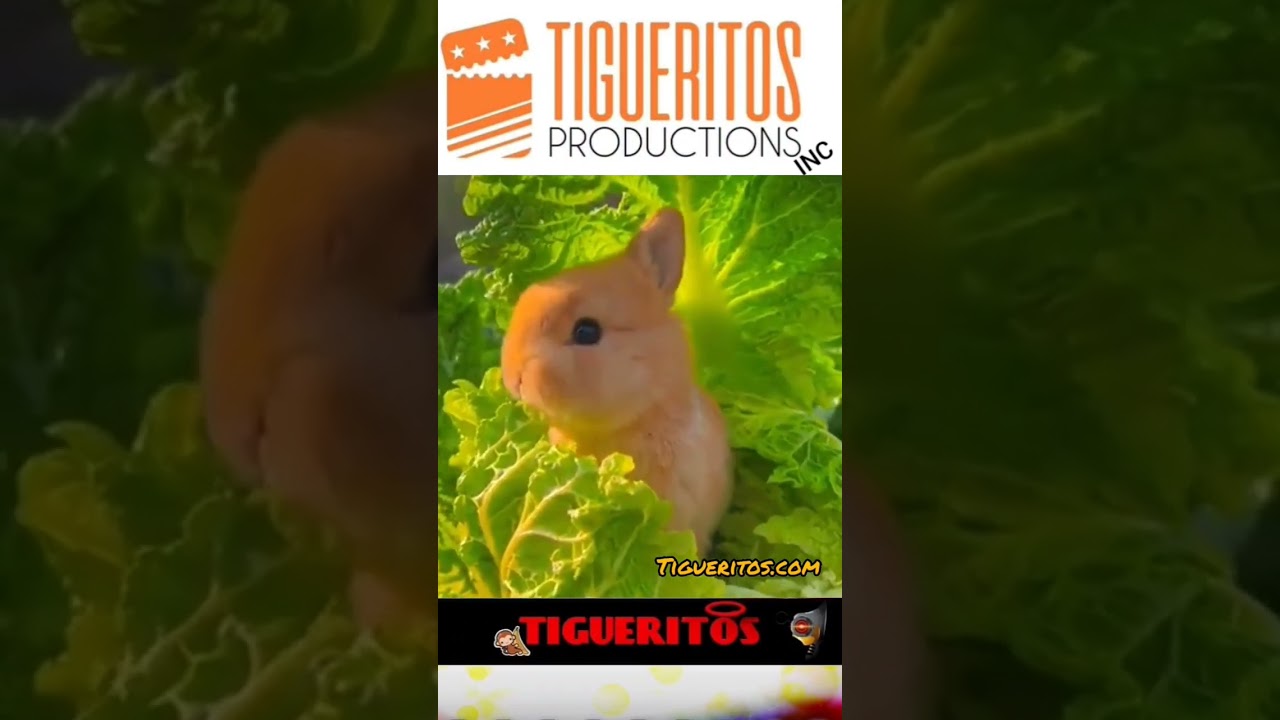 ANOTHER WABBIT WHAT UP DOC? LETTUCE