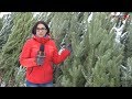 Покупают ли волгоградцы живые елки?