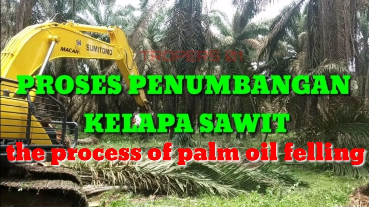 Proses penumbangan kelapa sawit - ketajaman pisau potong - skill yang luar biasa