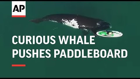 Curious Southern Right whale pushes paddleboard