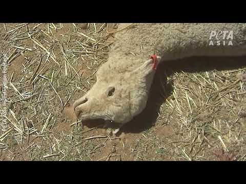 Newly Released Footage Reveals Suffering in Aussie Lamb Industry