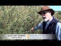 Pilot Video: Pruning a Medium Density Olive Tree