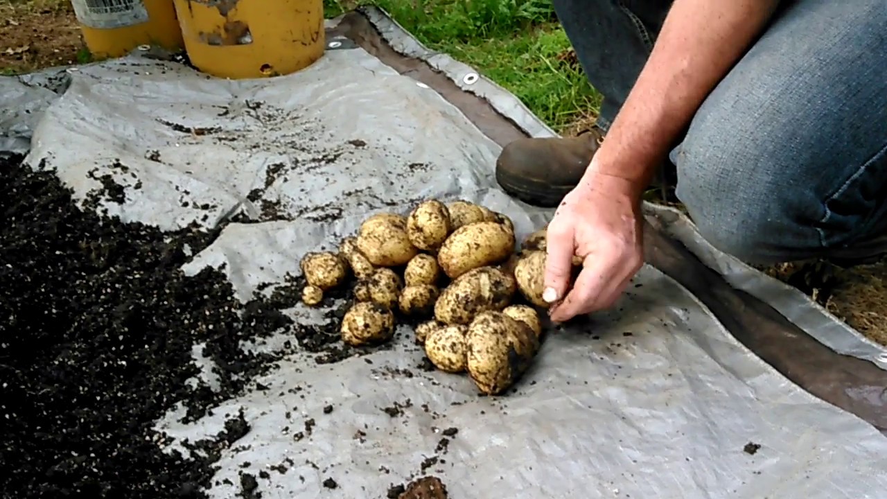 Harvesting Yukon Gold container potatoes 2016. YouTube