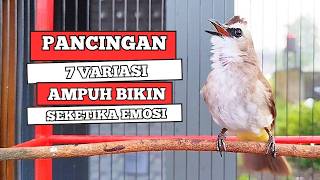 Download lagu Suara Burung TRUCUKAN gacor ROPEL VARIASI NROTOK NGECUPLIK pancingan trucukan agar JADI trucuk GACOR