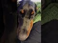 Nova #beawesome #doberman #awesome #edit #youcool #latetrend #dog #love #youareoneofakind