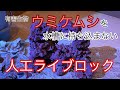 人工ライブロック導入！