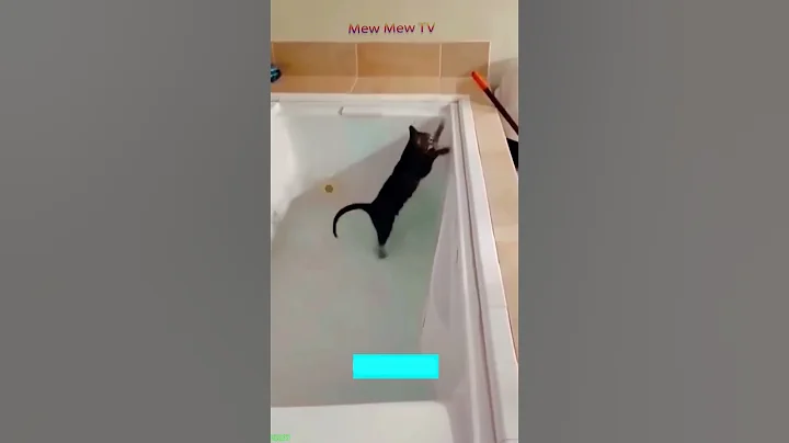 Video 7140171: hate cats meet, funny cat meets, cat first meeting