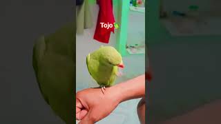 tojo 🦜 #parrot #viral