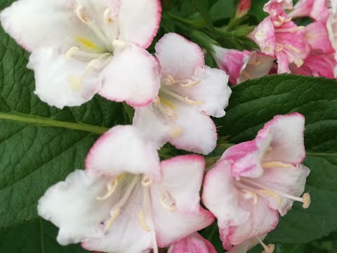 Video: Tillandsia (41 Fotos): Cuidando Una Flor En Casa. Descripción De La Tillandsia Usneiforme Y Azul, De Flores Violetas Y Otras Especies