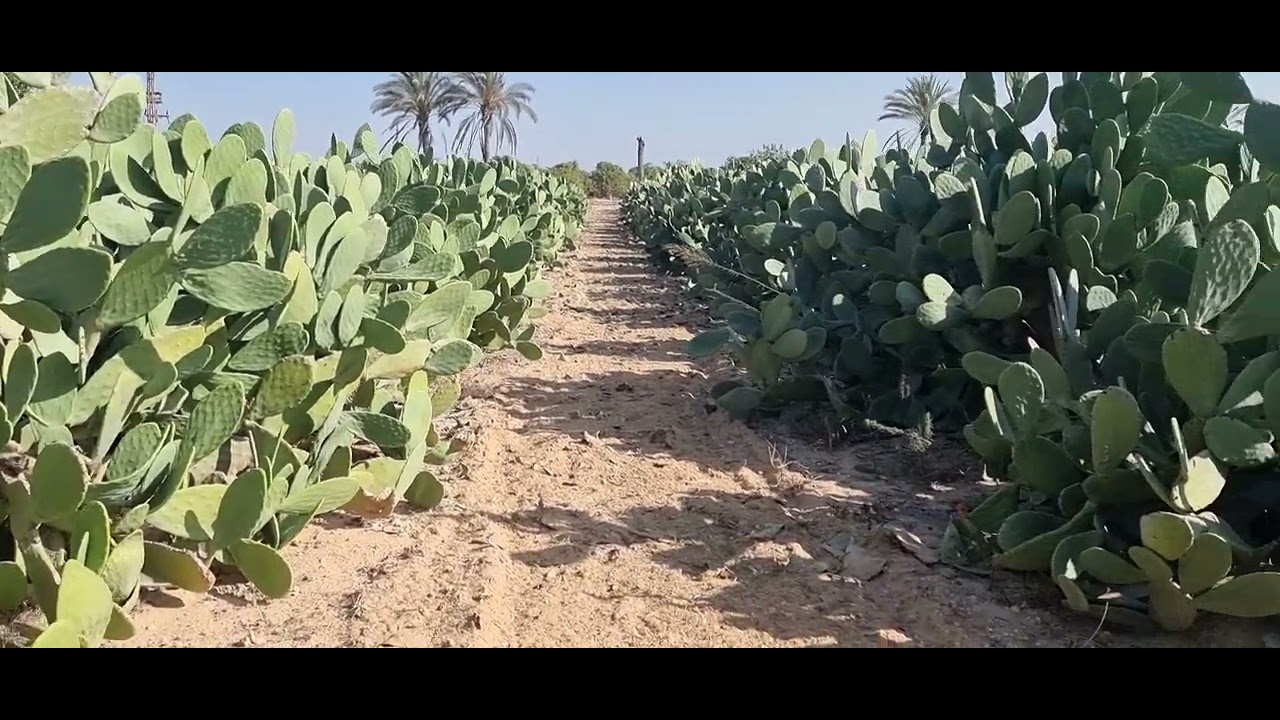 معاد التصويم وقد إيه مده التصويم م رامى محمد ت 01007305821