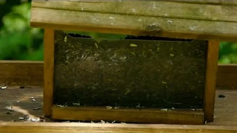 Food Ideas for Birds : Caring for & Feeding Birds