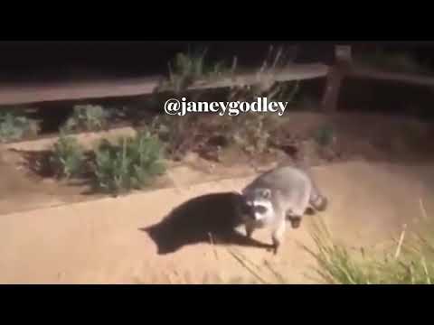 Raccoons called Senga and Janette