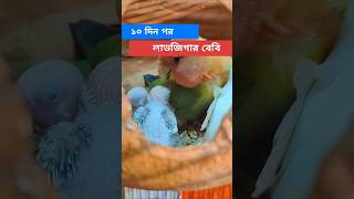 লাভজিগার বেবি 🥰 Day 10 #funlybirds #birdlovers #লাভজিগার