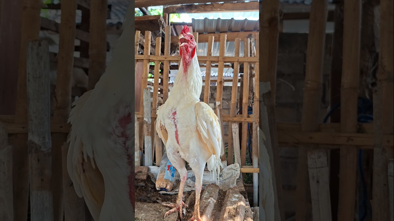 morning alarm, suara ayam berkokok || Panggilan suara ayam 