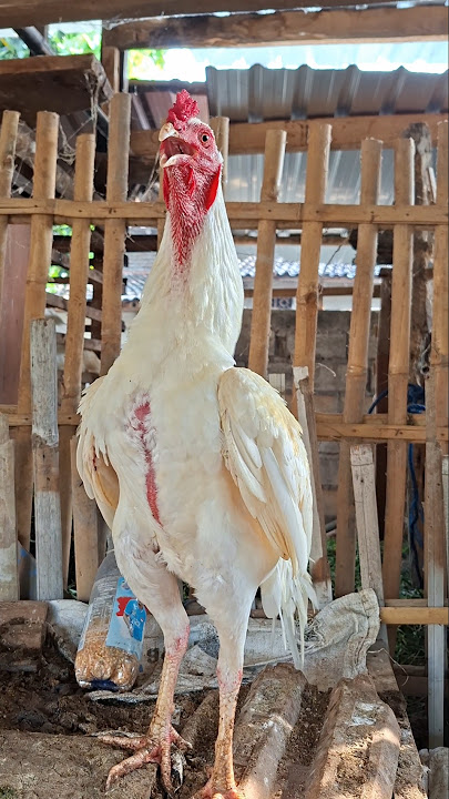 morning alarm, suara ayam berkokok || Panggilan suara ayam #shortsviral #shamo #ayambangkok