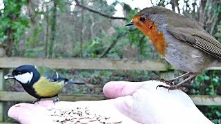 Robin and Great Tit Bird  Hand Feeding Song Birds