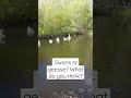 Гуси или лебеди? | Geese of swans?