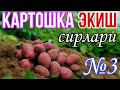 КАРТОШКА ЭКИШ СИРЛАРИ №3