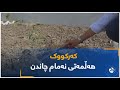 کەرکووک هەڵمەتی نەمام چاندن