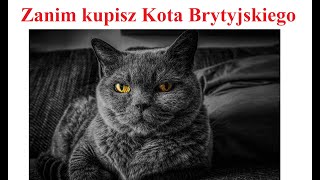 Zanim Kupisz KOTA BRYTYJSKIEGO