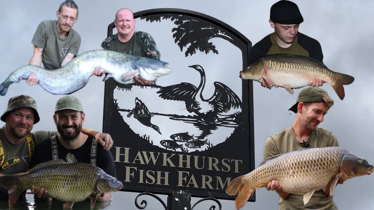 60 FISH IN 48 HOURS! SubCarp Social Hawkhurst Fish Farm YouTube