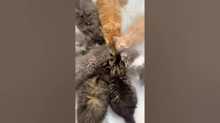 Watch the video about Persian kittens😻❤️7010336196 #kitten #viralvideo #trending #vibes #pets #persiancat #gift #funny