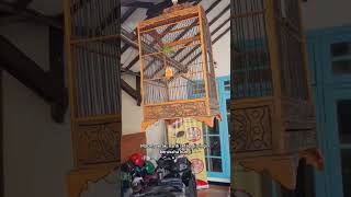 Download Lagu Rawatan Cucak Ijo Serak \u0026 Harian #settingancucakijo #hariancucakijo #cucakijoserak MP3