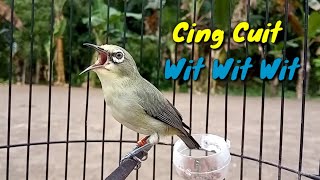 Pleci Cing Cuit Wit Wit Wit