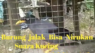 Burung jalak bisa nirukan suara kucing