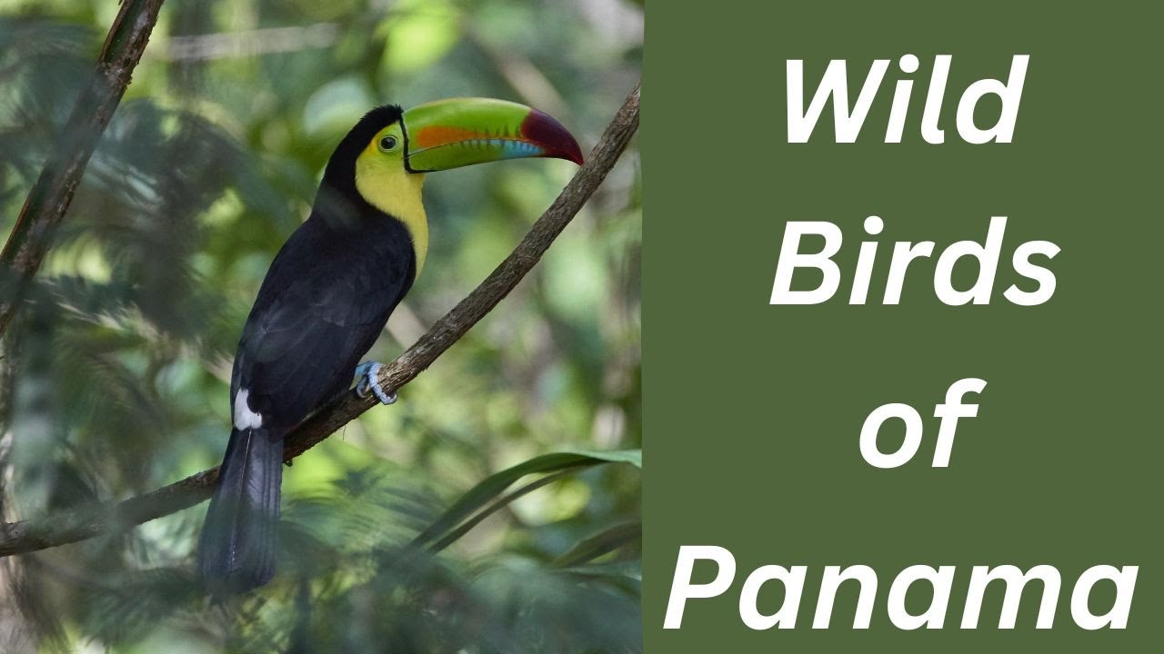 Wild birds of Panama