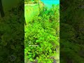 ye kagji fool Jaise #loving songs #trending #yt #viral #ytshorts #anuj #motivation #ytshorts # mehan