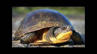 The Blanding's Turtle: Ontario Wildlife Video Series