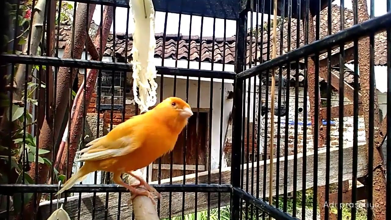 Canary lagu pendek-pendek - YouTube
