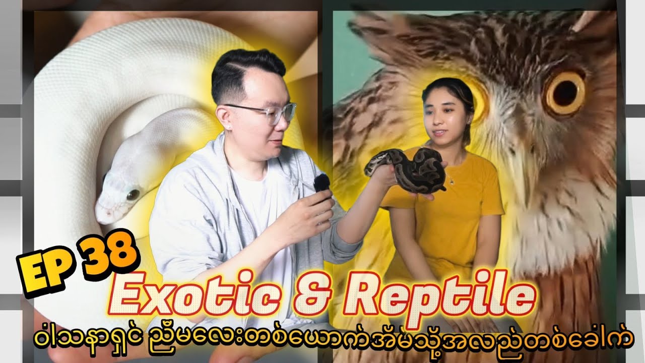 EP38: Exotic & Reptileဝါသနာရှင် ညီမလေးတစ်ယောက်ရဲ့ အိမ်သို့အလည်တစ်ခေါက်