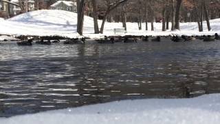 Ducks In The Water Snow Ducks In The Water Snow