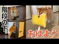 【柴犬】寝坊したお父さんに枕くわえておはようする犬が可愛い。