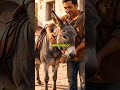 El burro que fue olvidado por un solo error