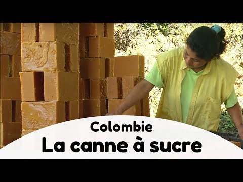 Vidéo: Les meilleures visites d'usines de cannes à sucre d'Amérique