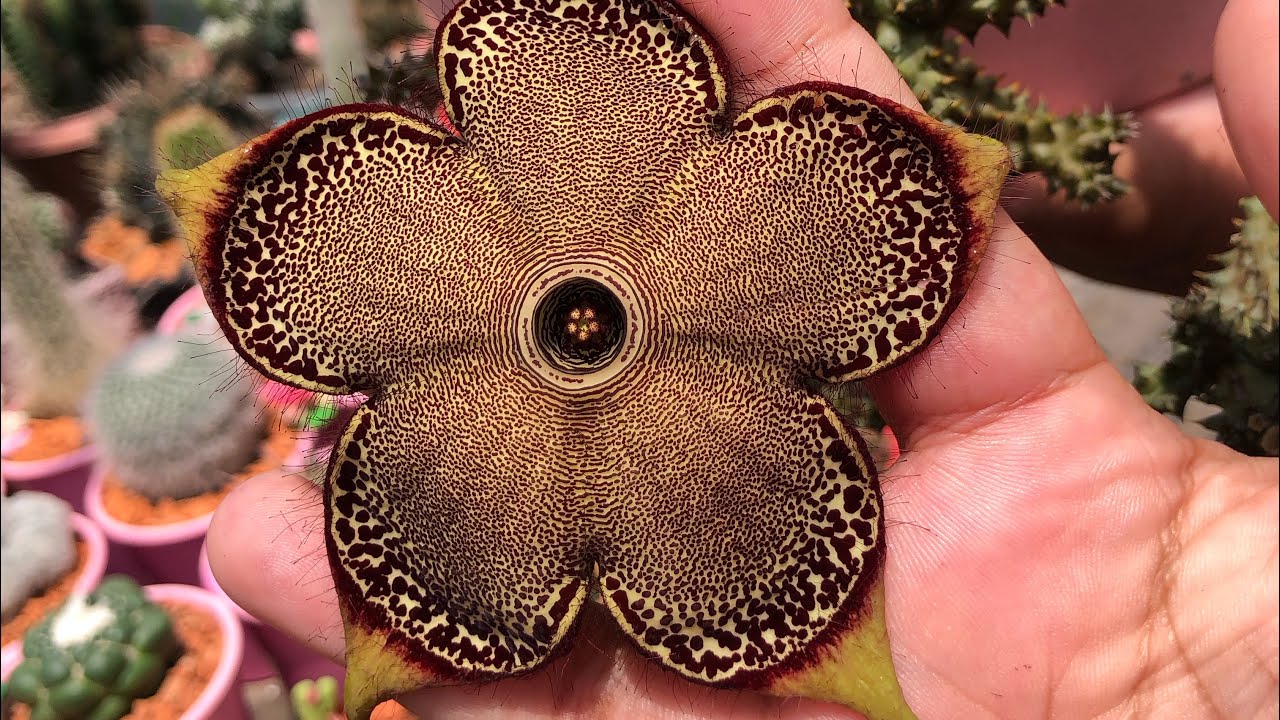 Vem ver mais lindas flores de cactos😍🥰