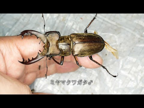 Miyama Stag Beetle] Light Trap Collection [Edited Version - June