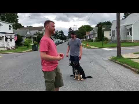 Remote Collar Heeling with 8mo Shepherd Puppy - YouTube